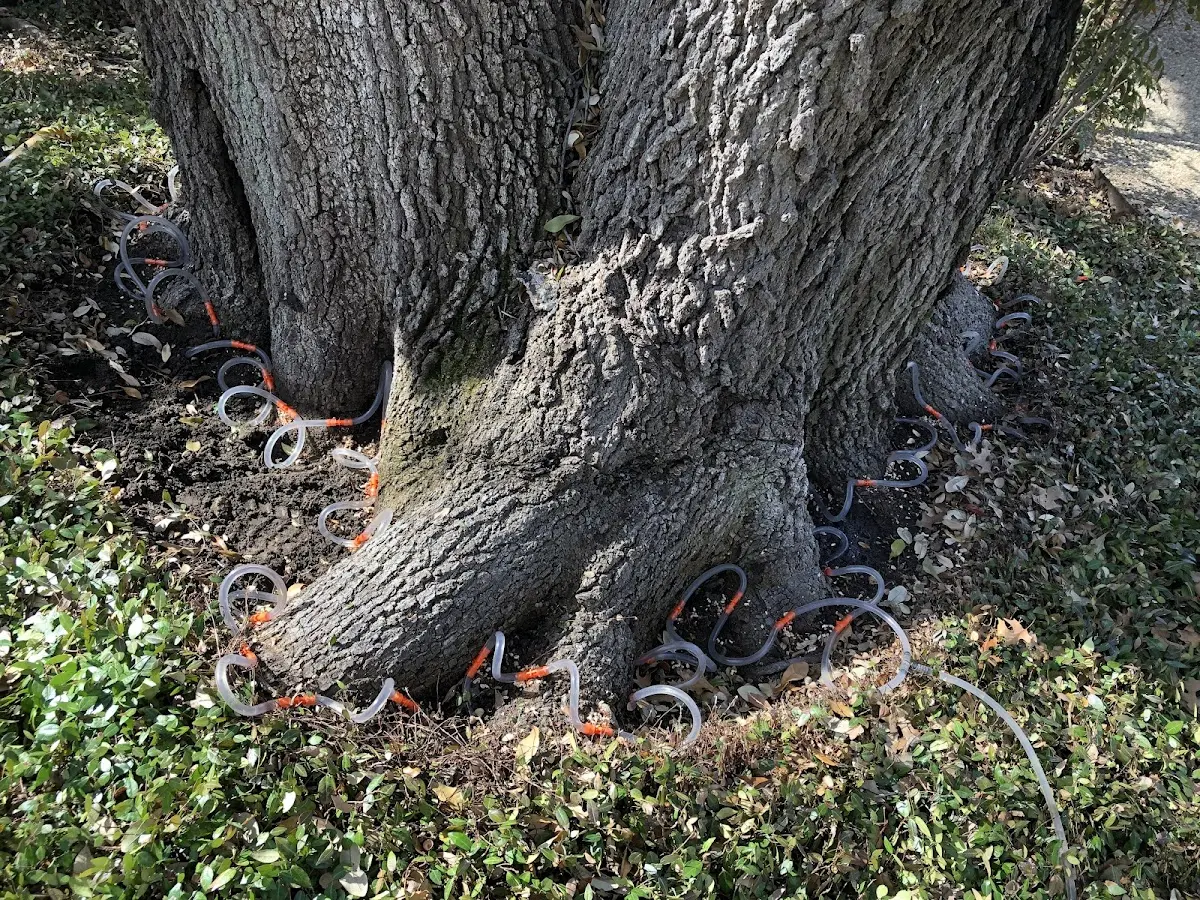 Detailed Tree Cabling and Bracing job site in George West