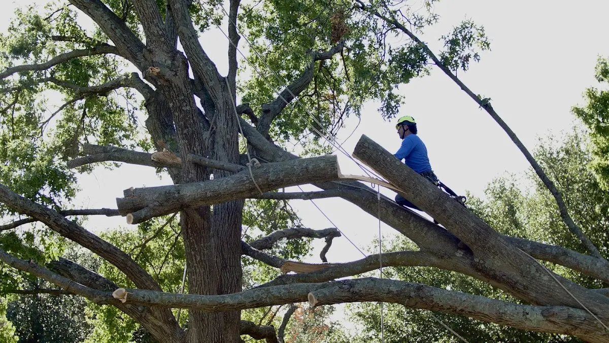 Professional Hazardous Tree Removal performed by certified arborists in George West