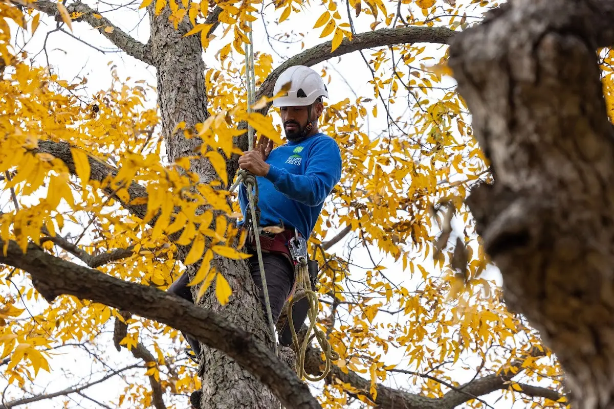 Skilled Tree Trimming crew working in George West